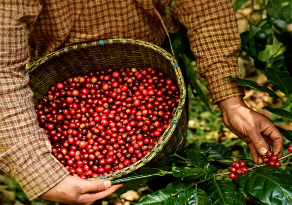 Fresh coffee beans