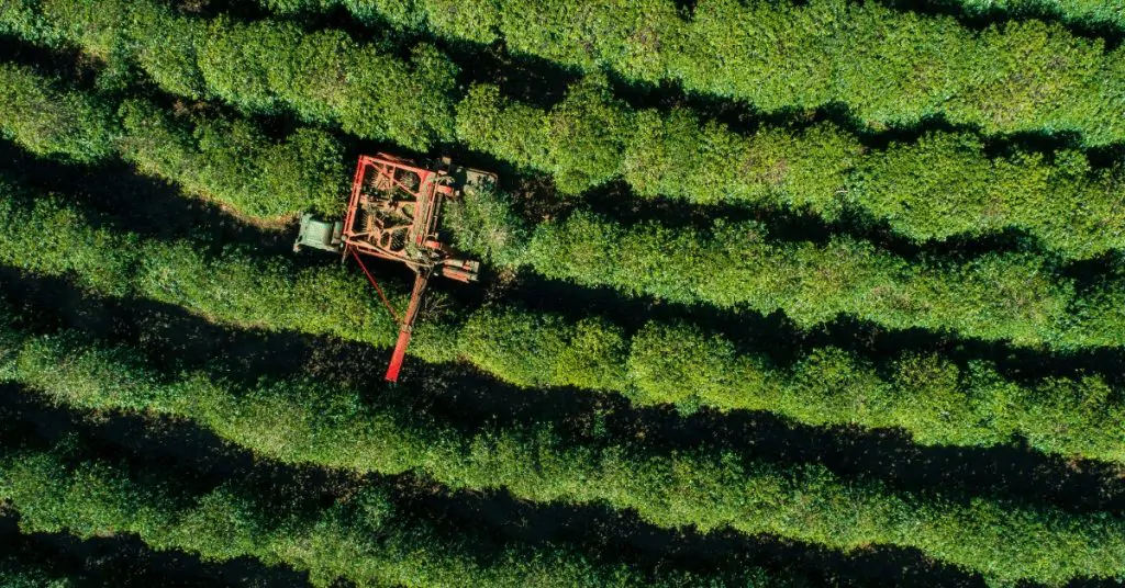 coffee plantation in brazil