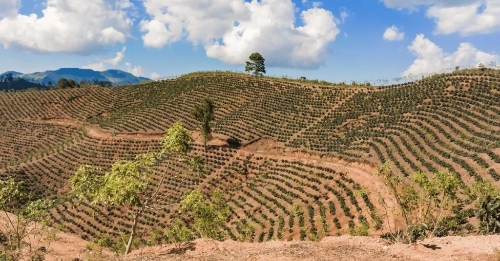 coffee plantation in honduras