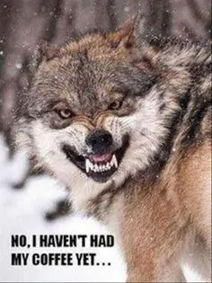 angry wolf