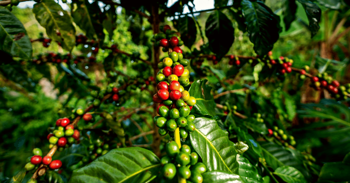 best puerto rican coffee