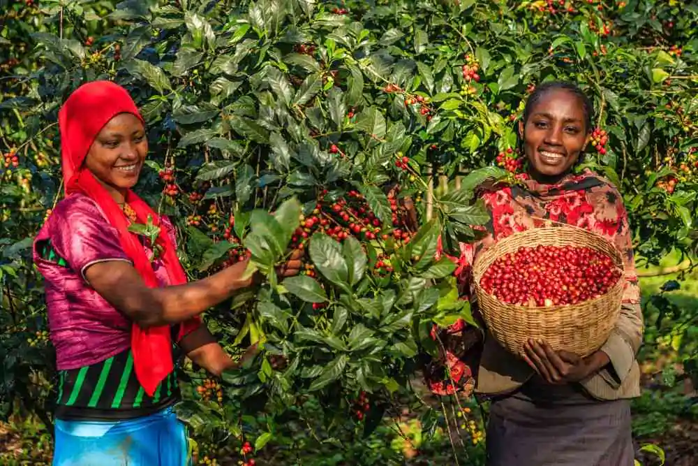 best African coffee