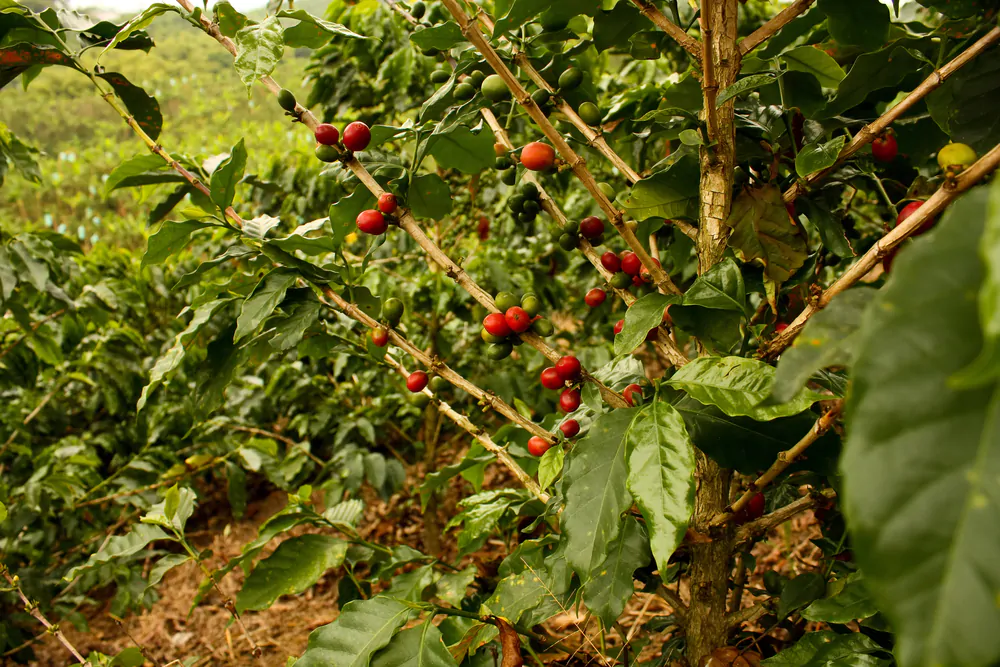 coffee plants