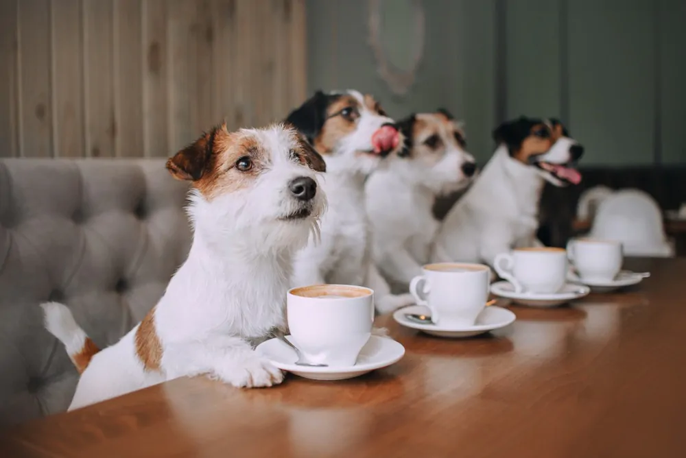 is coffee bad for dogs