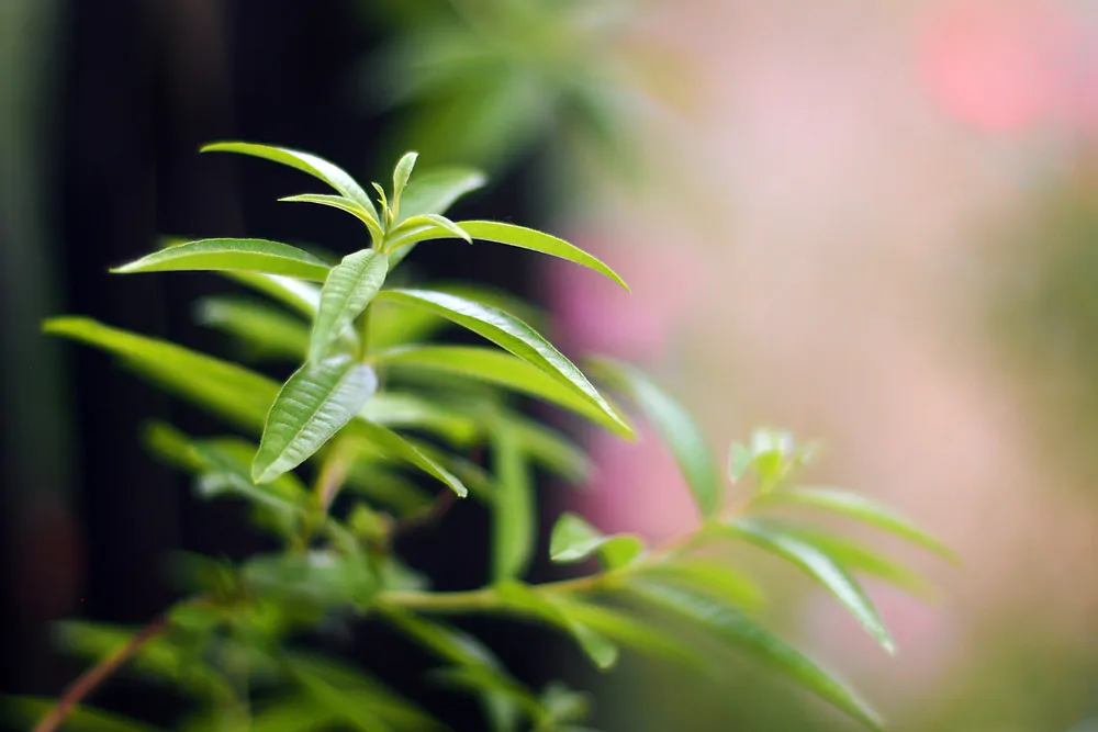 lemon verbena